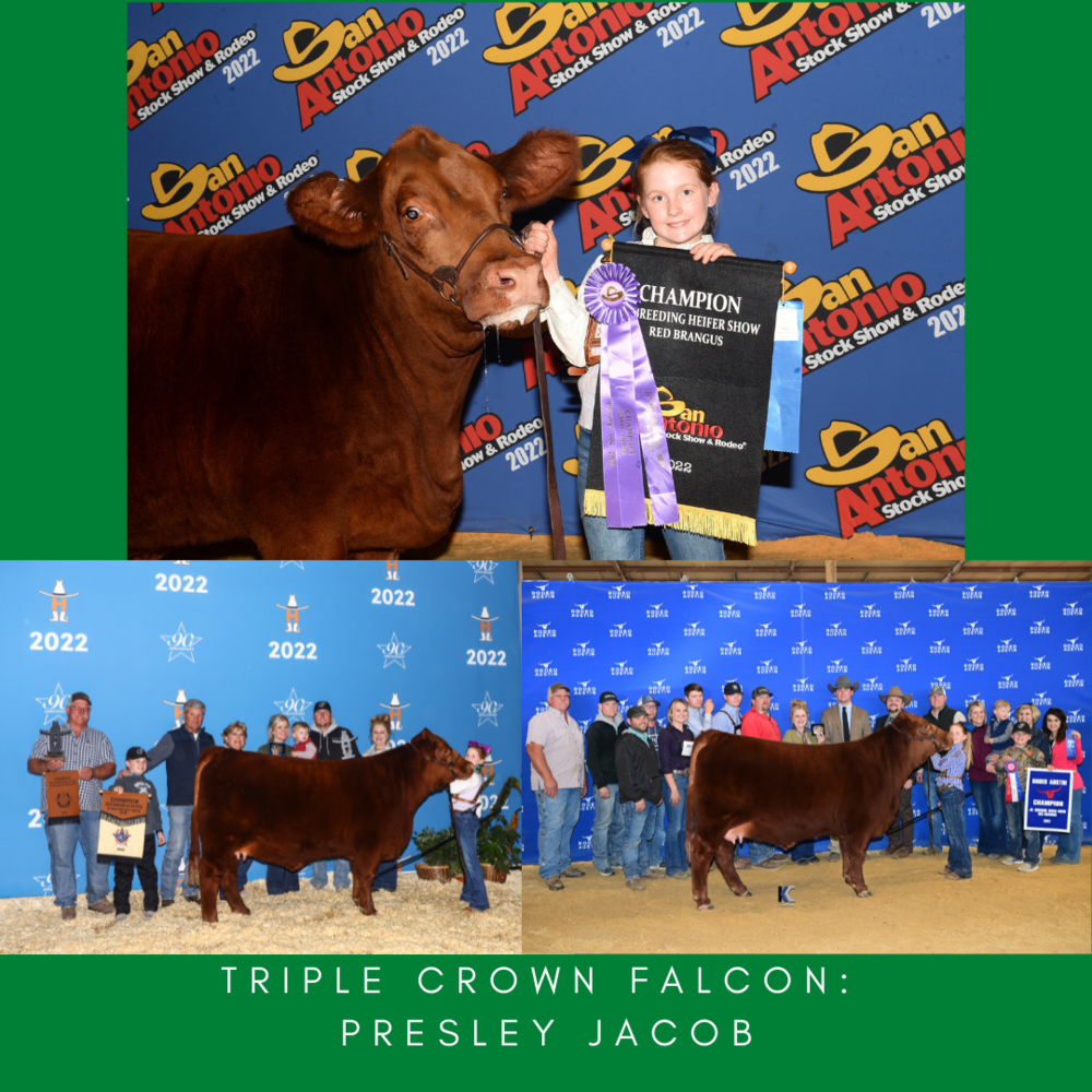 Triple crown falcon livestock exhibitor royal isd administration